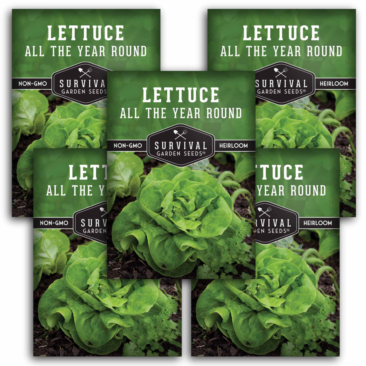 5 packets of All the Year Round Lettuce seeds
