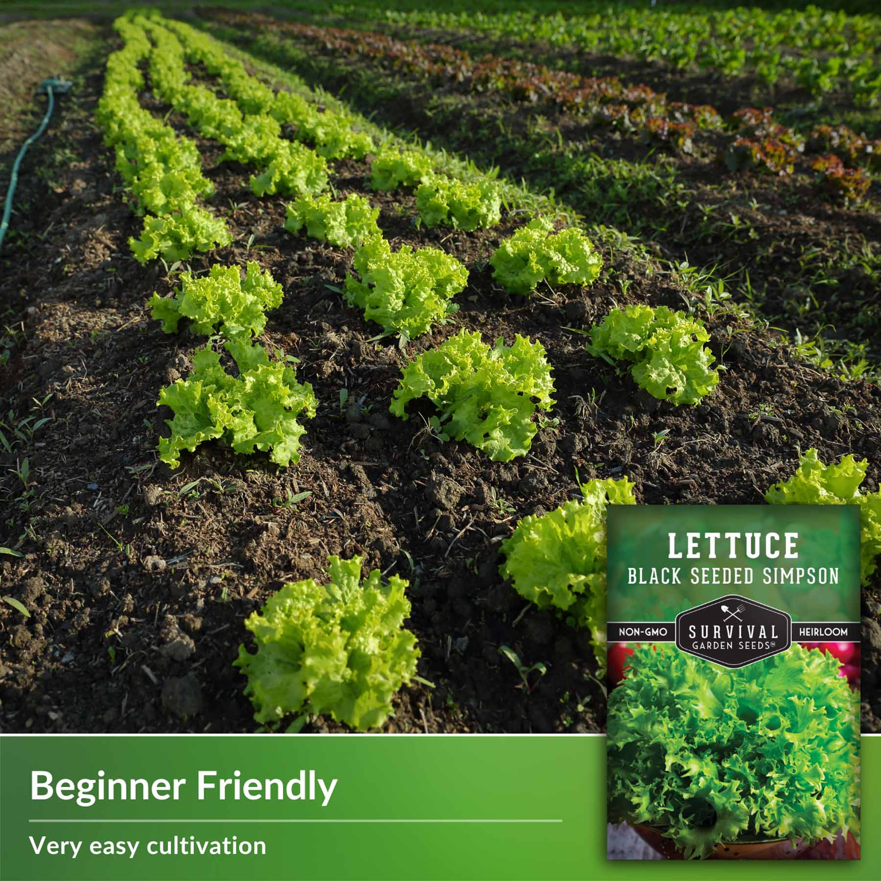 Black Seeded Simpson Lettuce For Rabbits at Samuel Stapleton blog