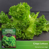 Crispy lettuce