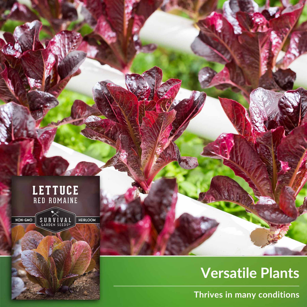 Versatile plants