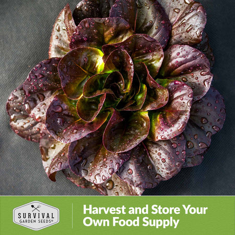 Harvest and store your own food supply