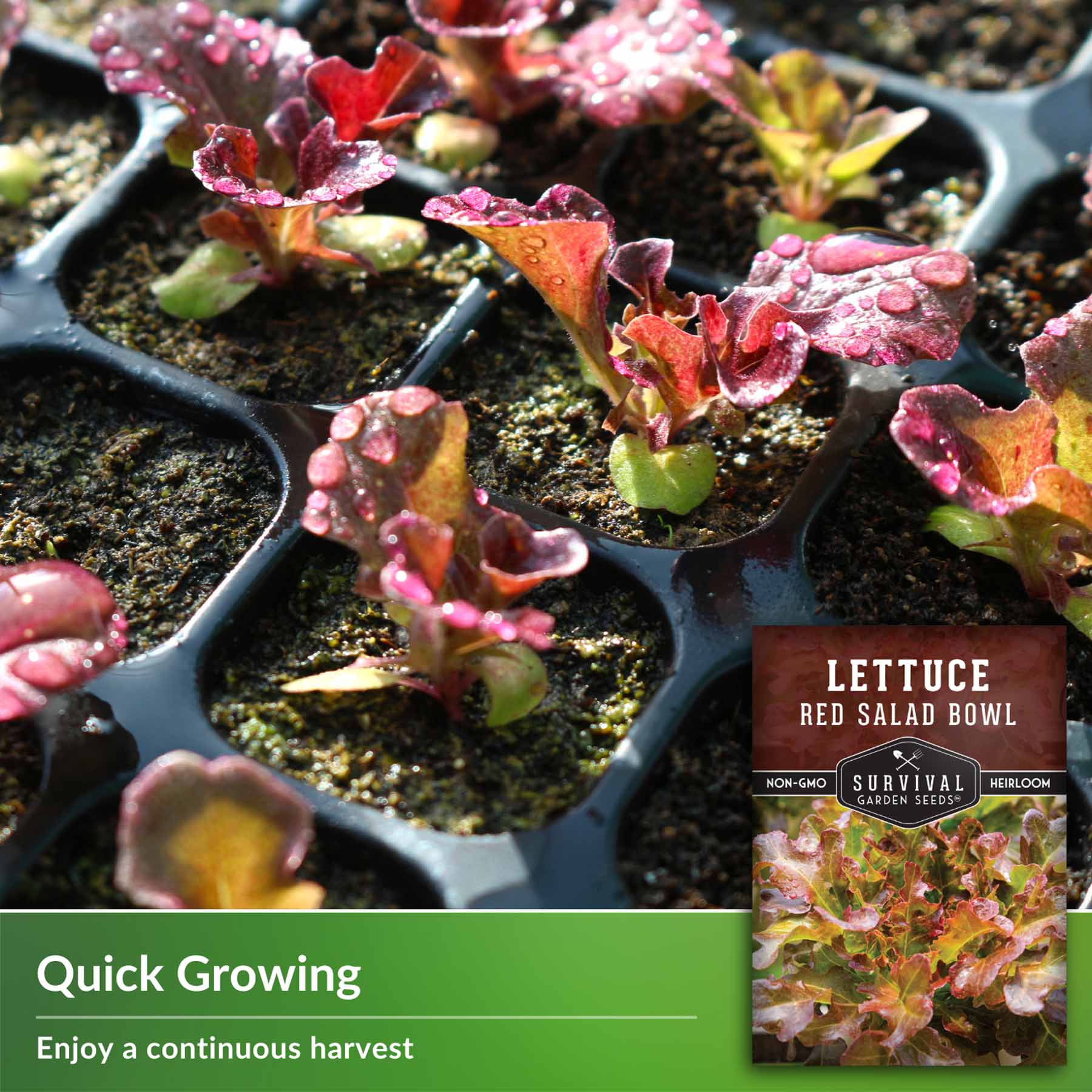 Red Salad Bowl Lettuce Loose Leaf Lettuce SurvivalGardenSeeds red-salad-bowl-lettuce-loose-leaf-lettuce-survivalgardenseeds