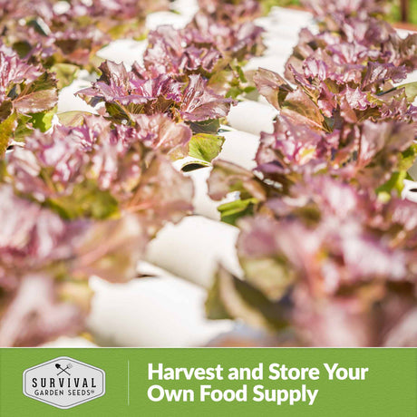 Harvest and store your own food supply