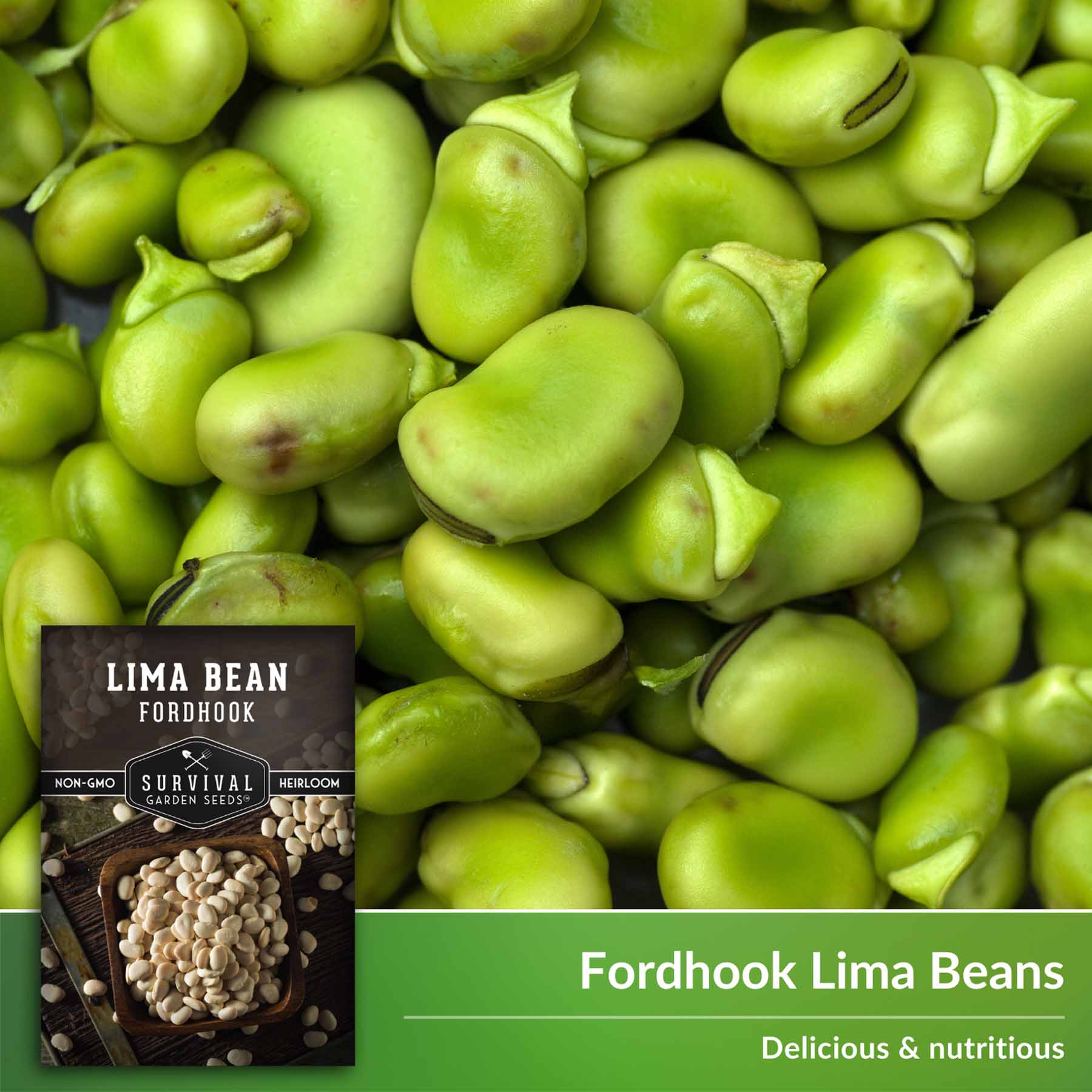 Fordhook Lima Bean Seeds Butter Beans SurvivalGardenSeeds