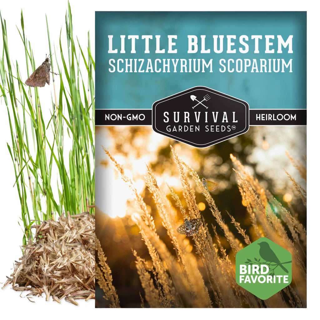 Little Bluestem Bunchgrass Seeds - Schizachyrium scoparium