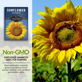 Non-GMO sunflower seeds for planting