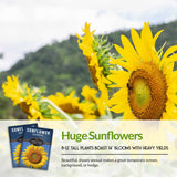 Huge sunflowers