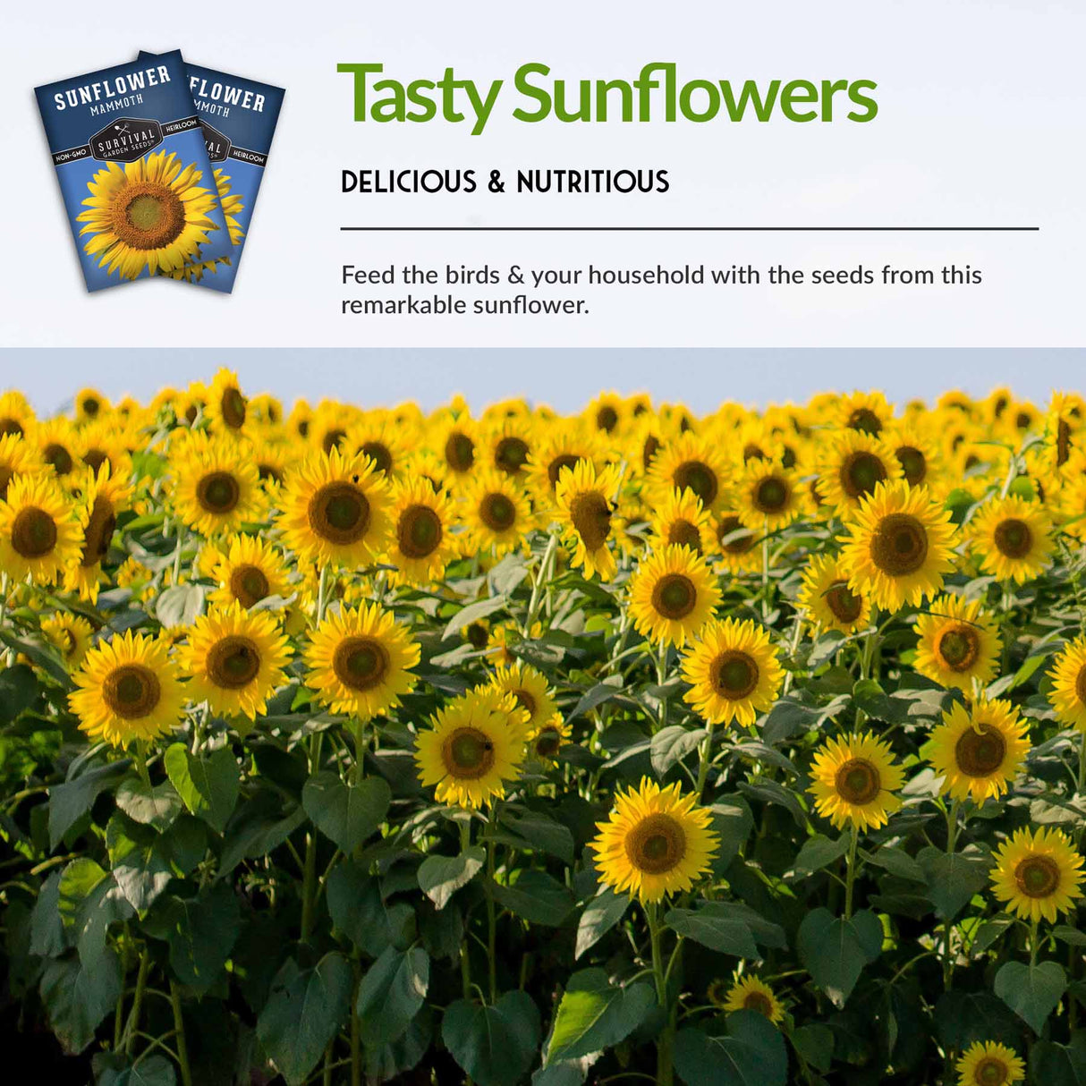 Tasty sunflowers