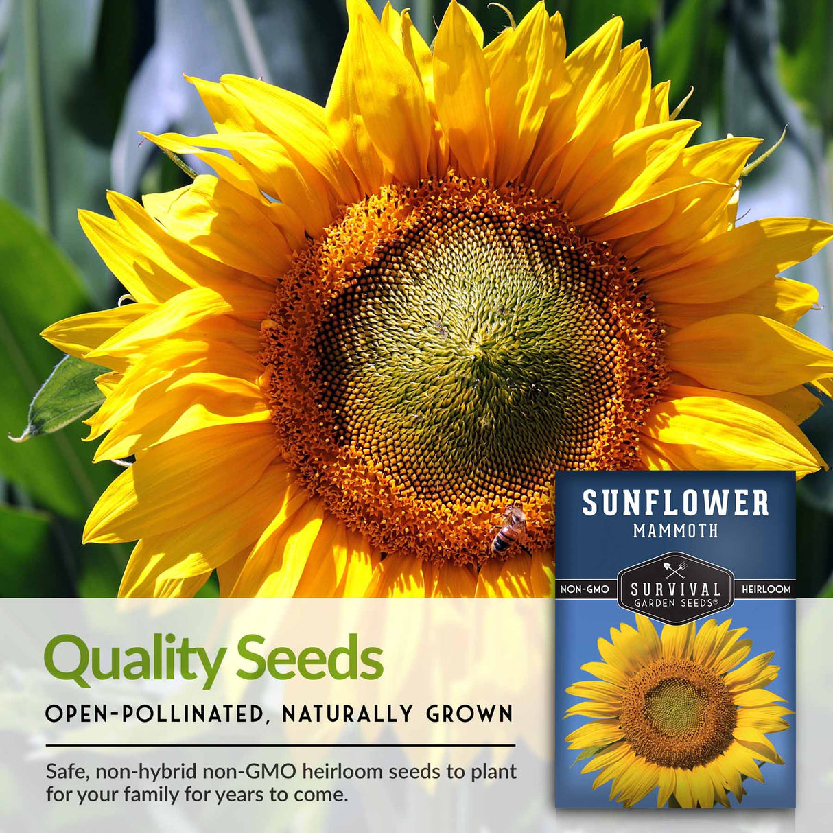 Quality seeds
