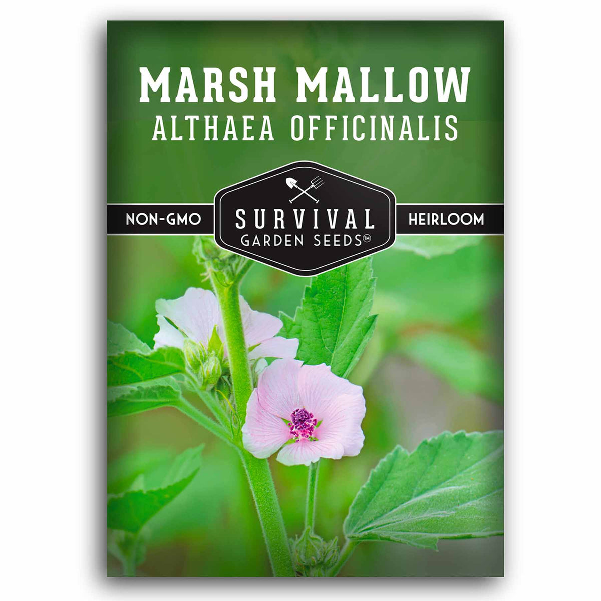 1 packet of Marsh Mallow seeds