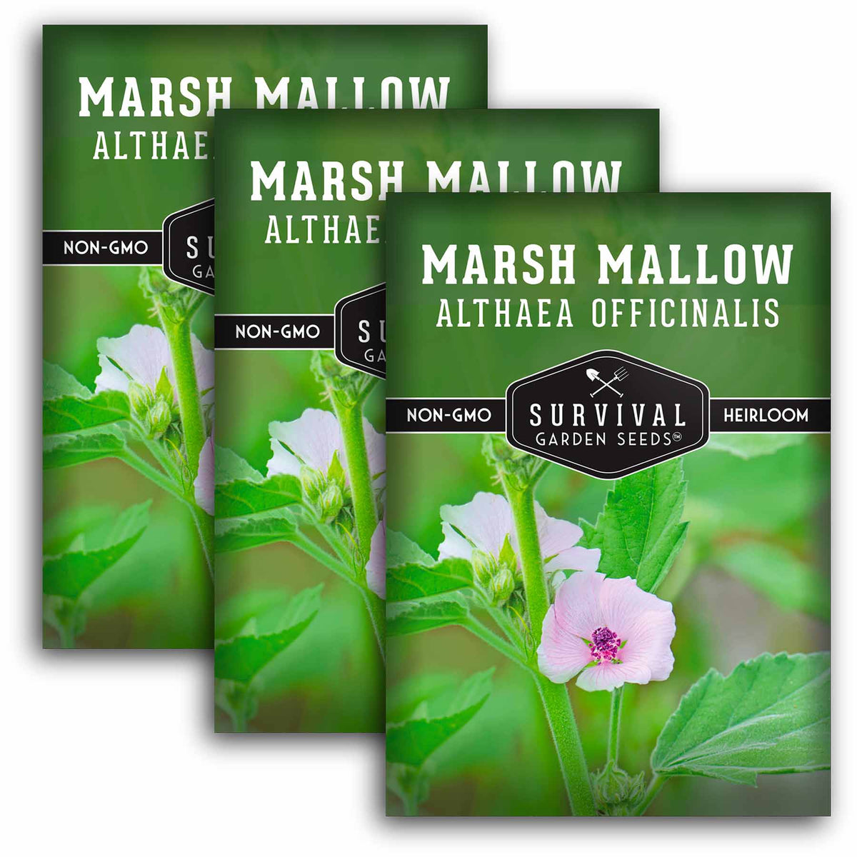 3 packets of Marsh Mallow seeds