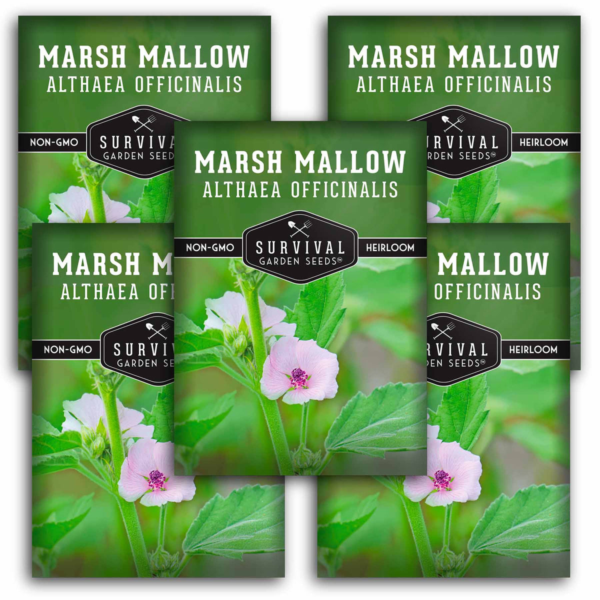 5 packets of Marsh Mallow seeds