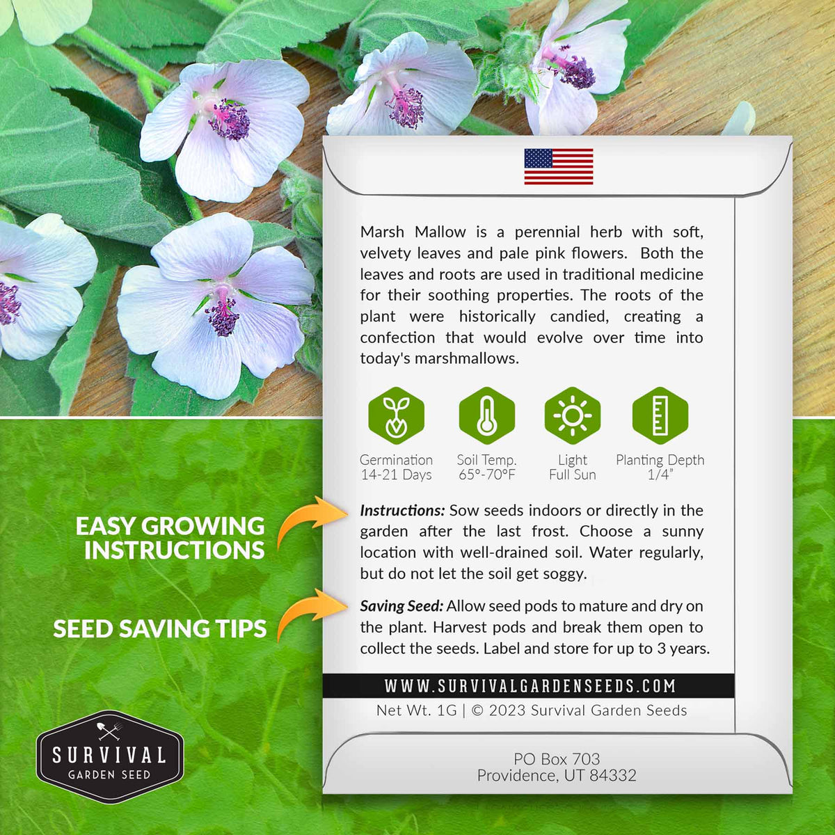 Marsh Mallow seed growing instructions