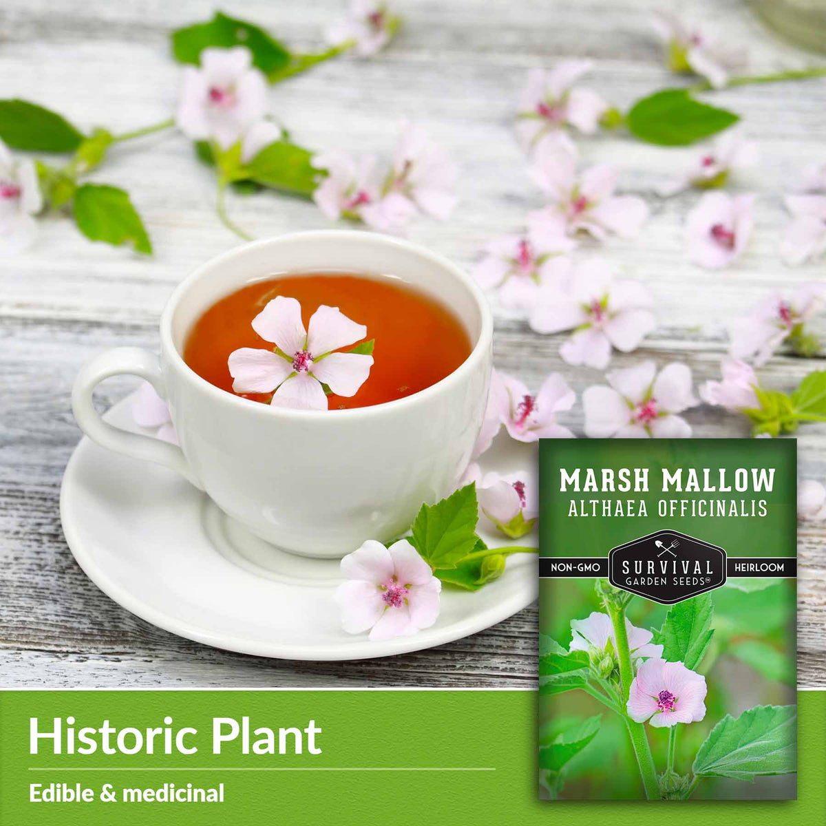 Historic Plant - edible &amp; medicinal
