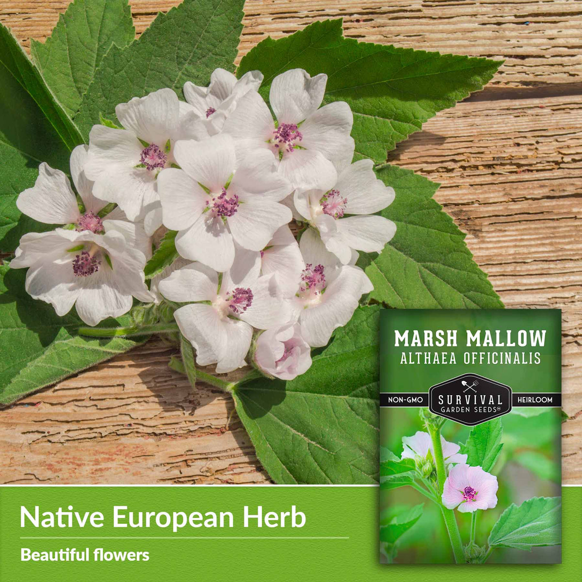Native European Herb - beautiful flowers