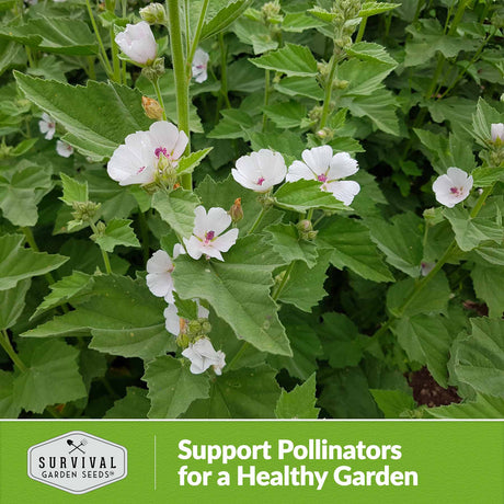 support pollinators for a healthy garden