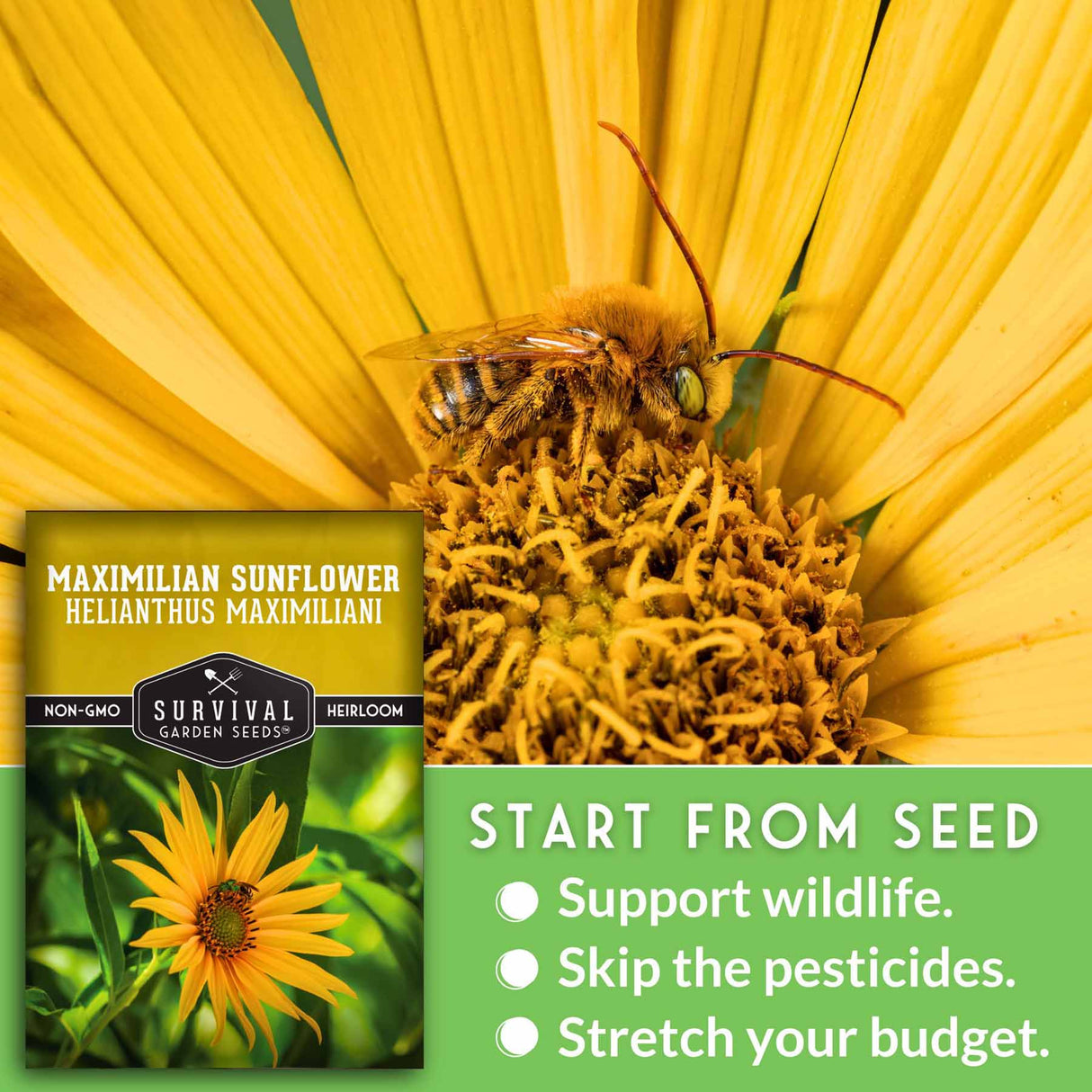 Maximilian Sunflower seed packet with a bee on a sunflower, featuring text about supporting wildlife and stretching your budget.