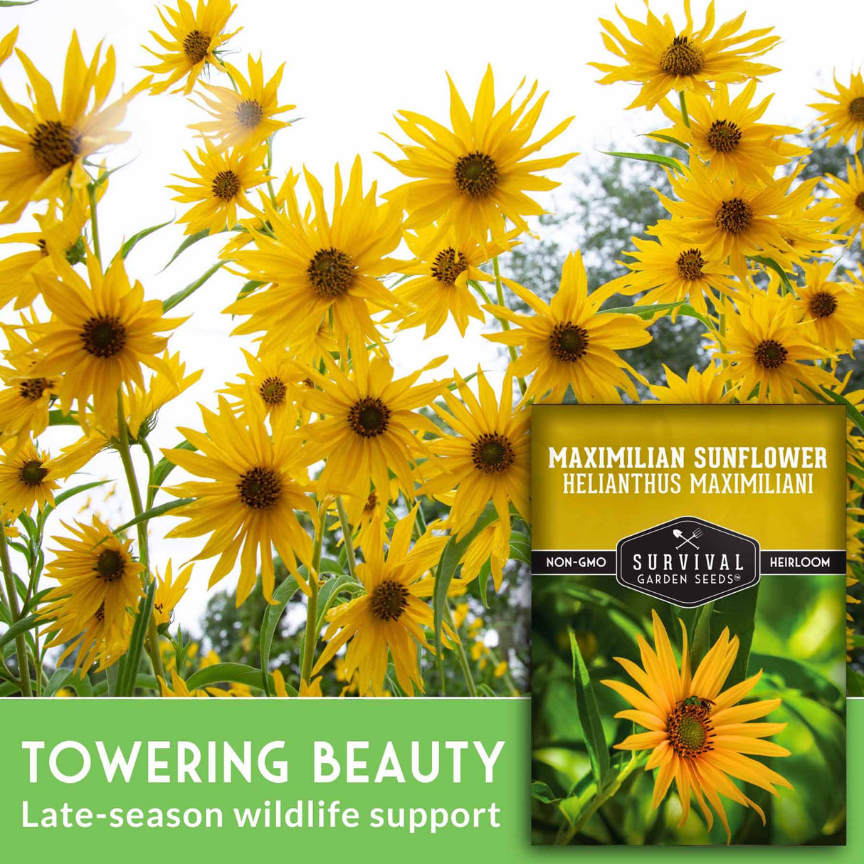 Maximilian Sunflower seeds packaging with sunflowers in the background