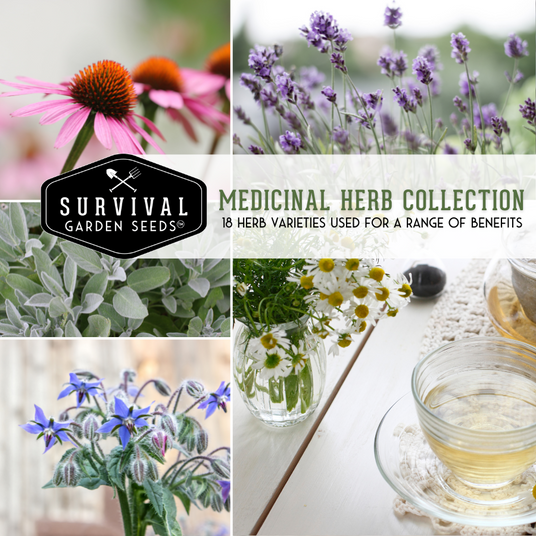 Medicinal herb seed collection includes echinacea, lavender, sage, chamomile and borage