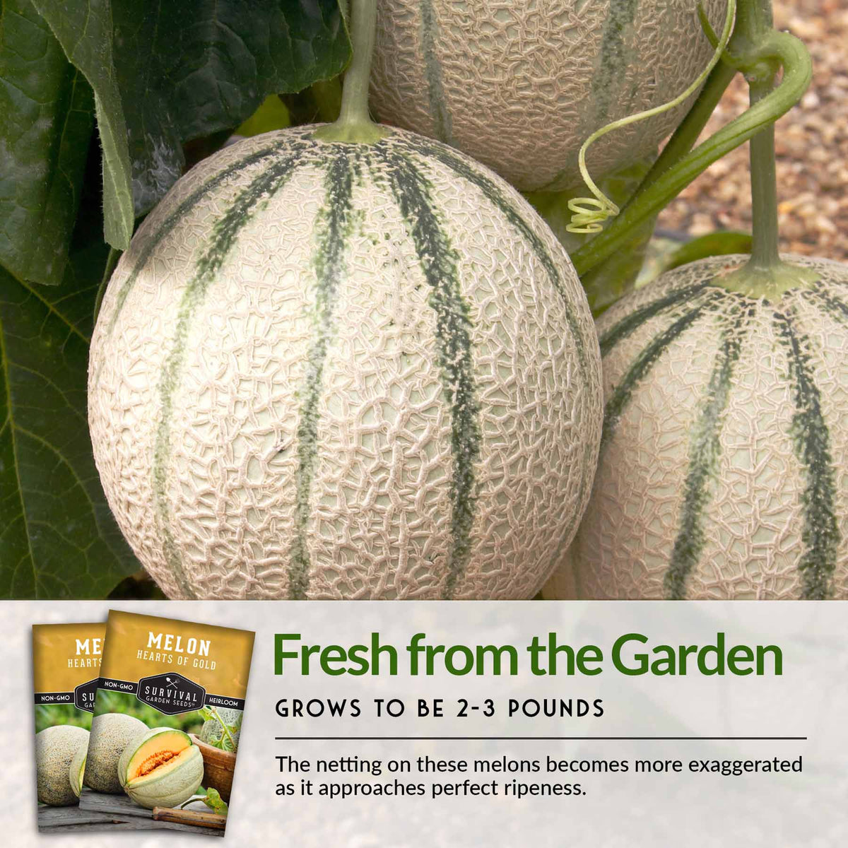 Hearts of Gold melon grows to be 2-3 pounds