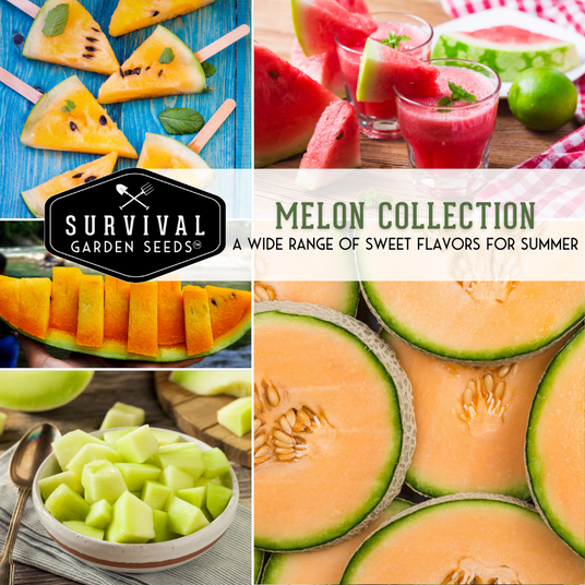 Melon seed collection - cantaloupe and watermelon