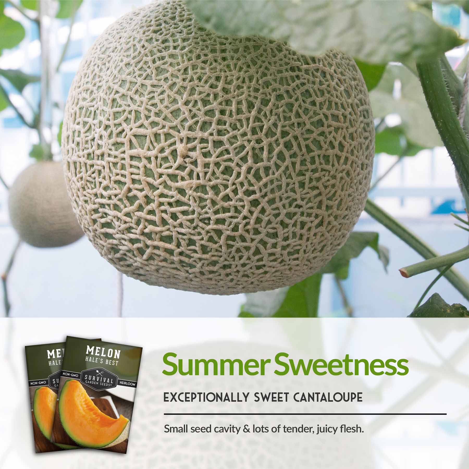 Hale's Best Melon Seed for Planting – SurvivalGardenSeeds