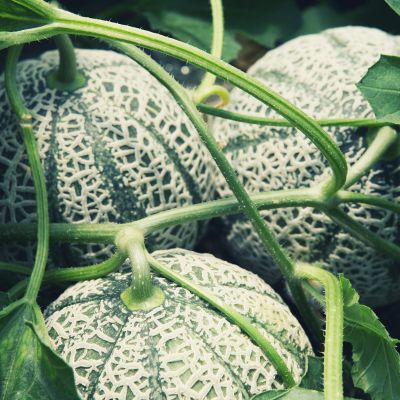 cantaloupe