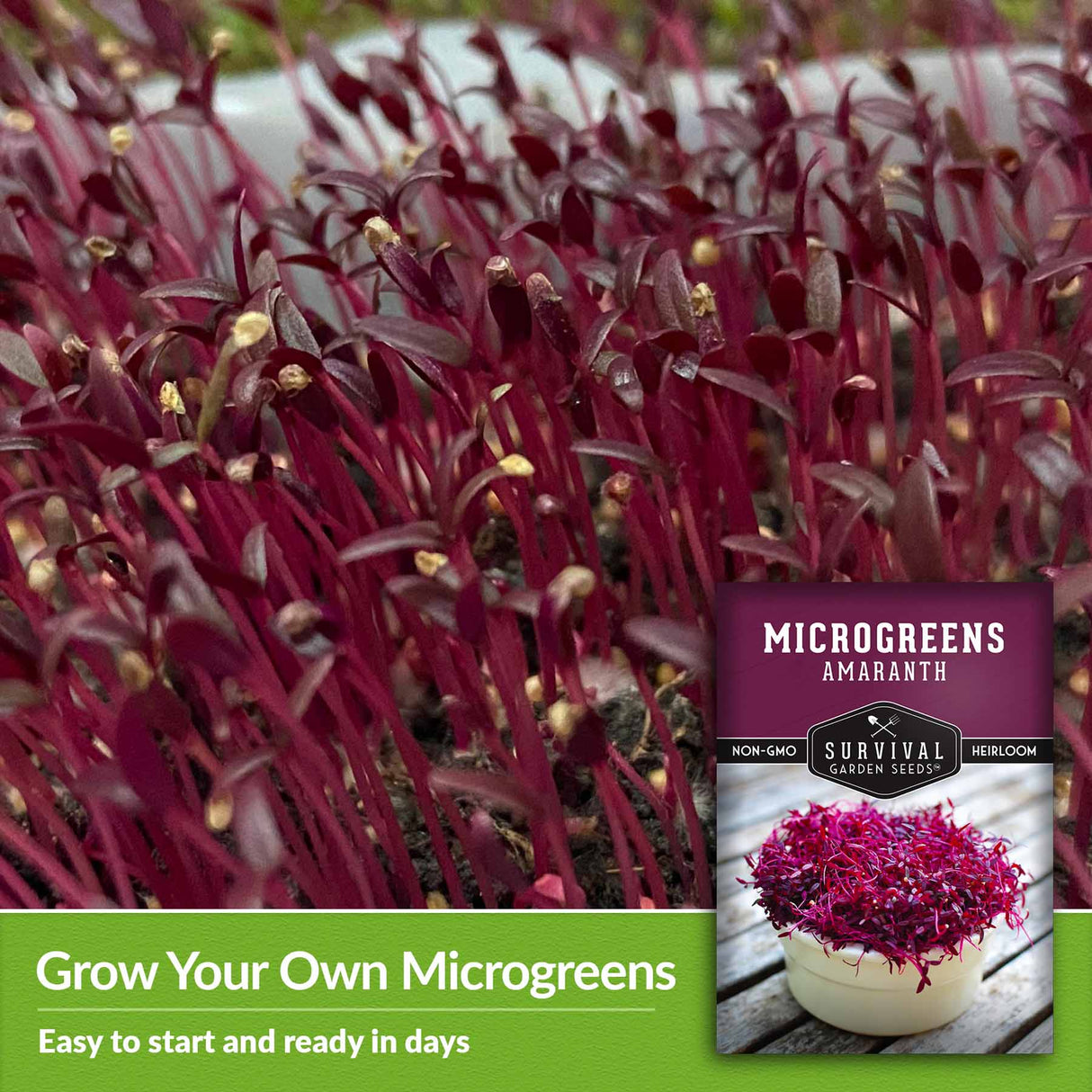 grow  your own microgreens