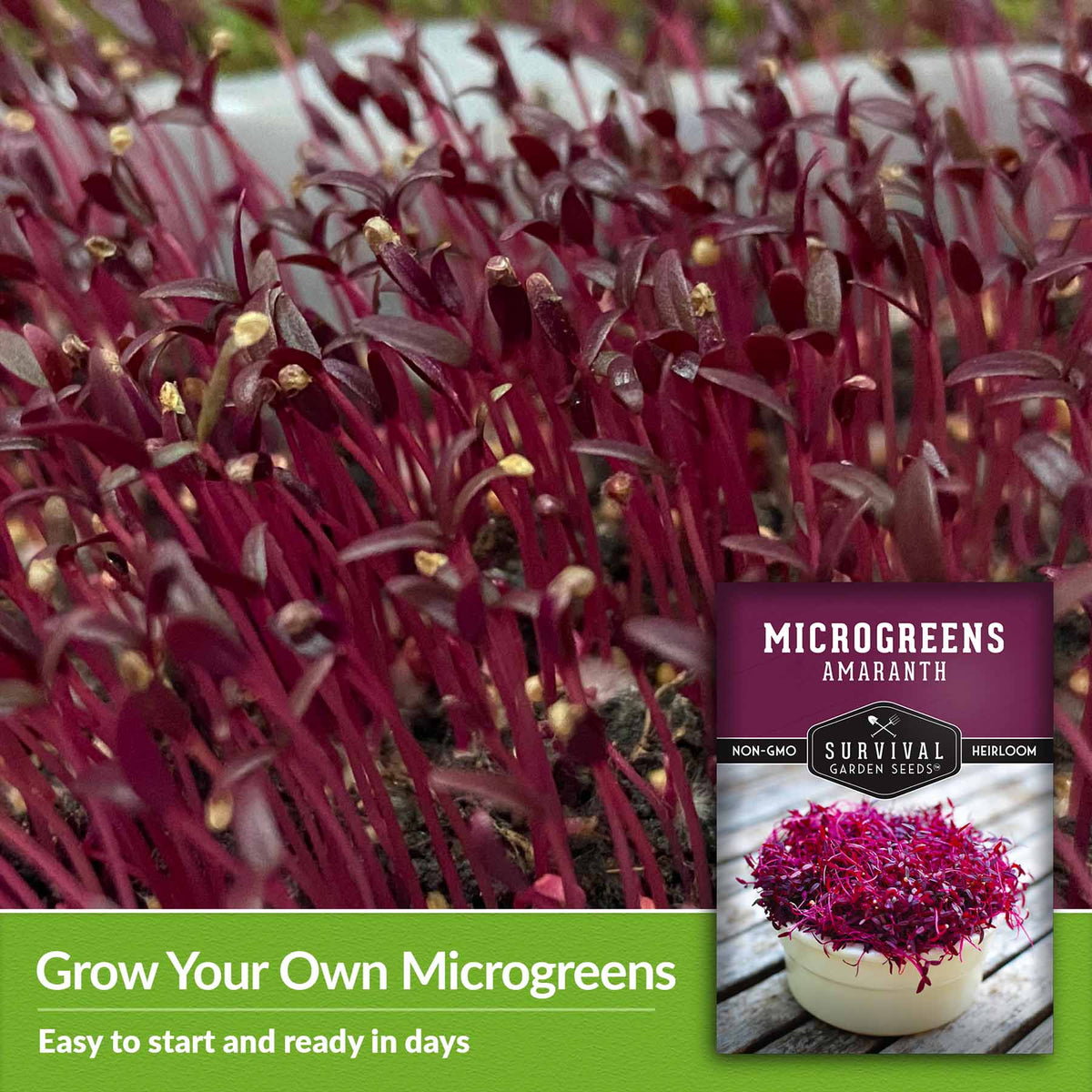 grow  your own microgreens