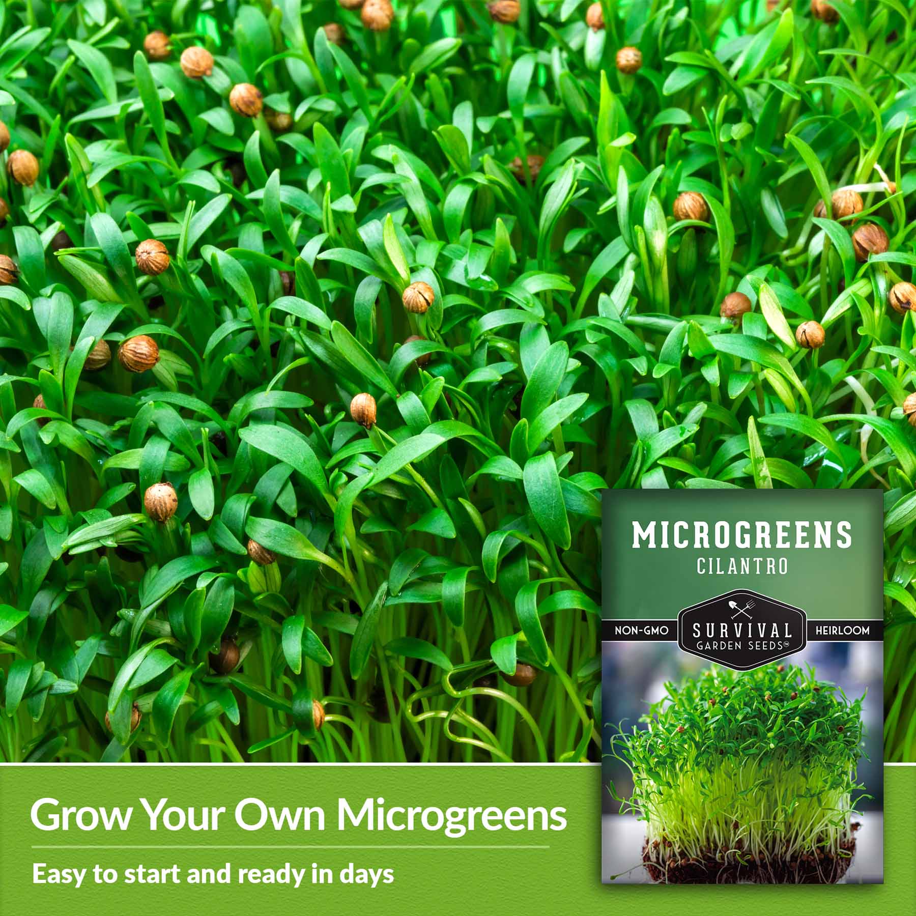20+ Cilantro Microgreen Seeds Cilantro Microgreen Seeds - SurvivalGardenSeeds