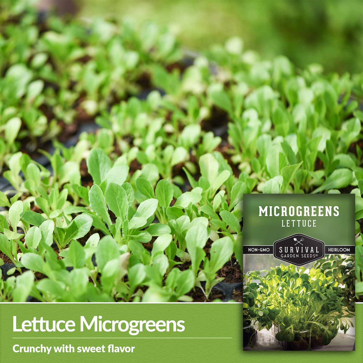 Lettuce microgreens