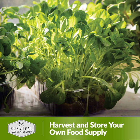 Harvest and store your own food supply