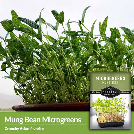 Mung bean microgreens