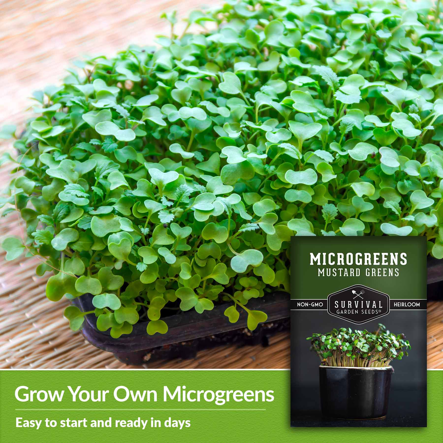 9+ Microgreen Advertising Mustard Green Microgreens Seeds - SurvivalGardenSeeds