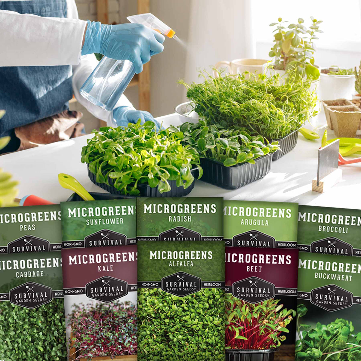 15+ Best Places To Buy Microgreen Seeds Microgreen Seeds 10 Variety Pack – SurvivalGardenSeeds