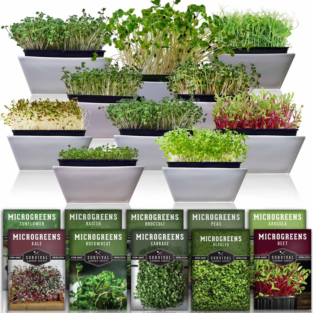 Microgreens 10 Pack - Arugula, Broccoli, Radish, Pea, Sunflower, Basil, Cabbage, Kale, Beet & Buckwheat Seeds for Sprouting