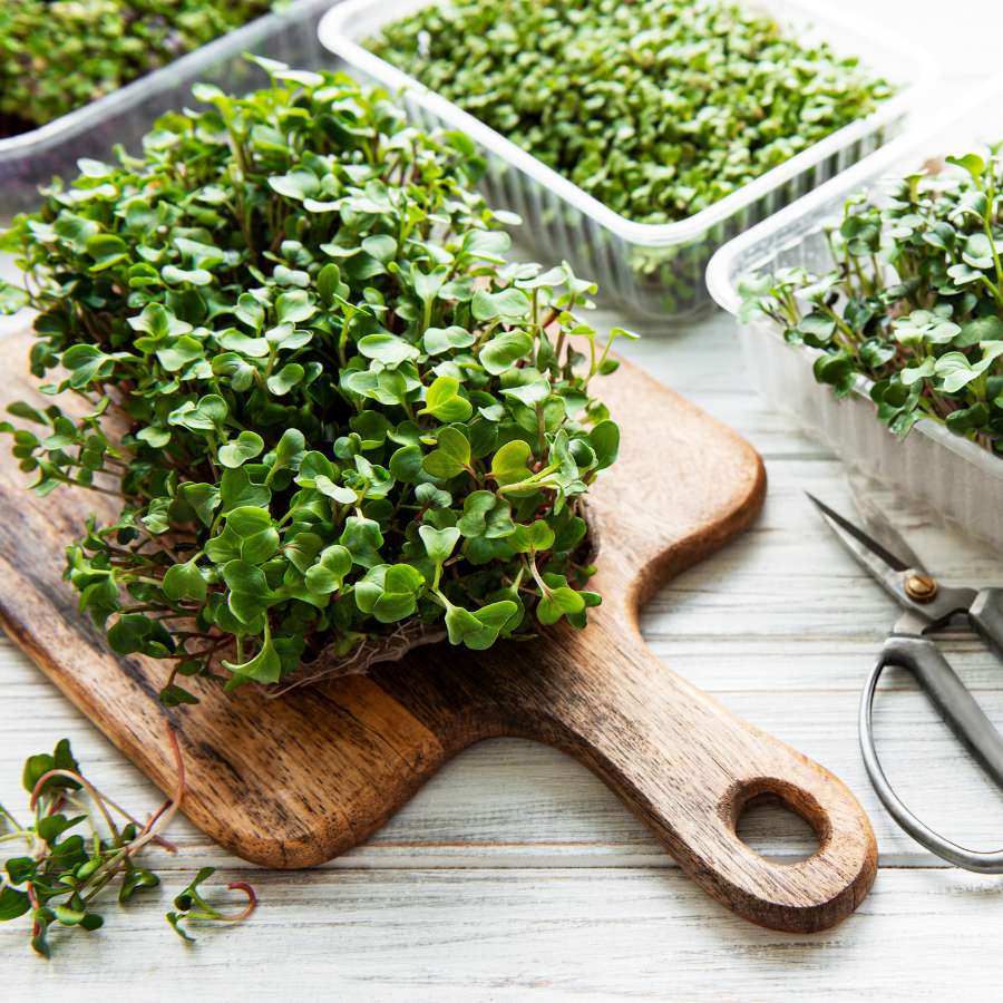 Microgreens are packed with nutrition and are ready for harvest in just days