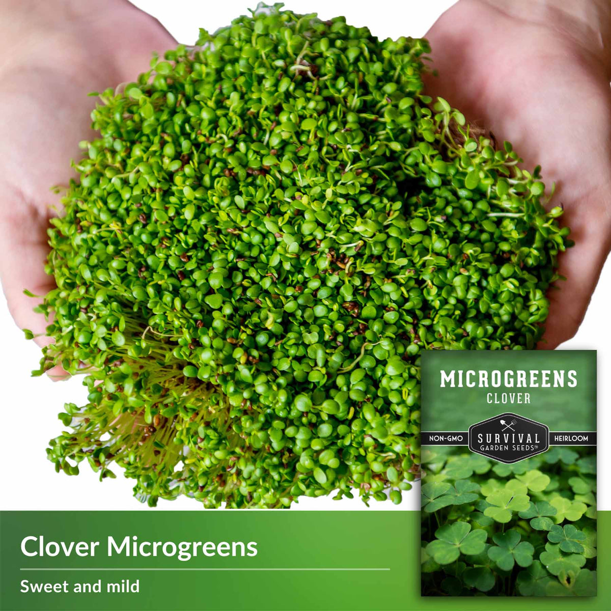 clover microgreens - sweet and mild