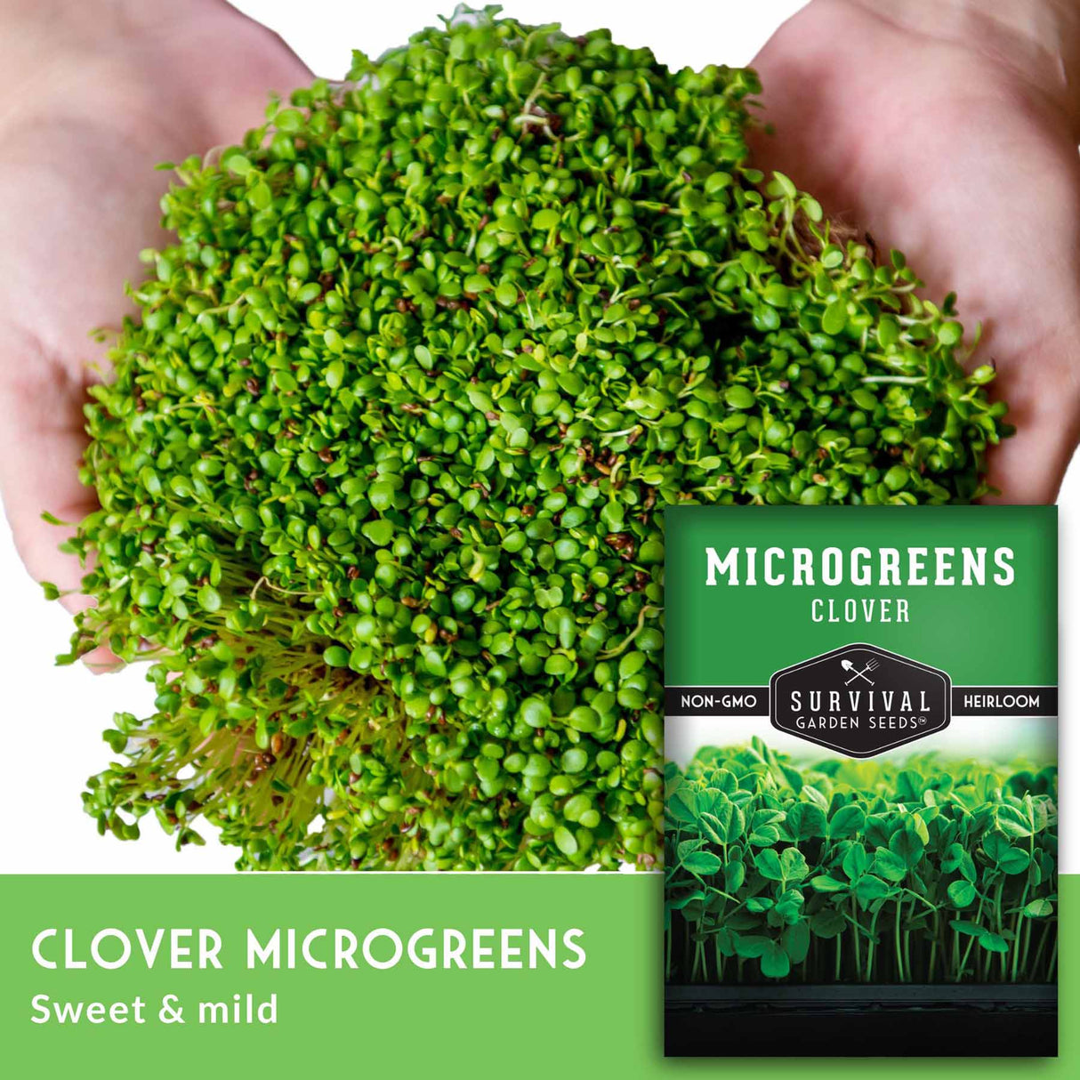 clover microgreens sweet and mild