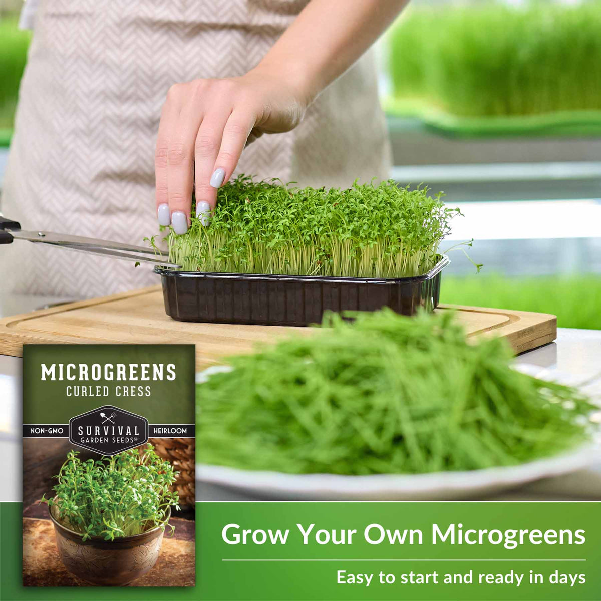 Grow Your own microgreens
