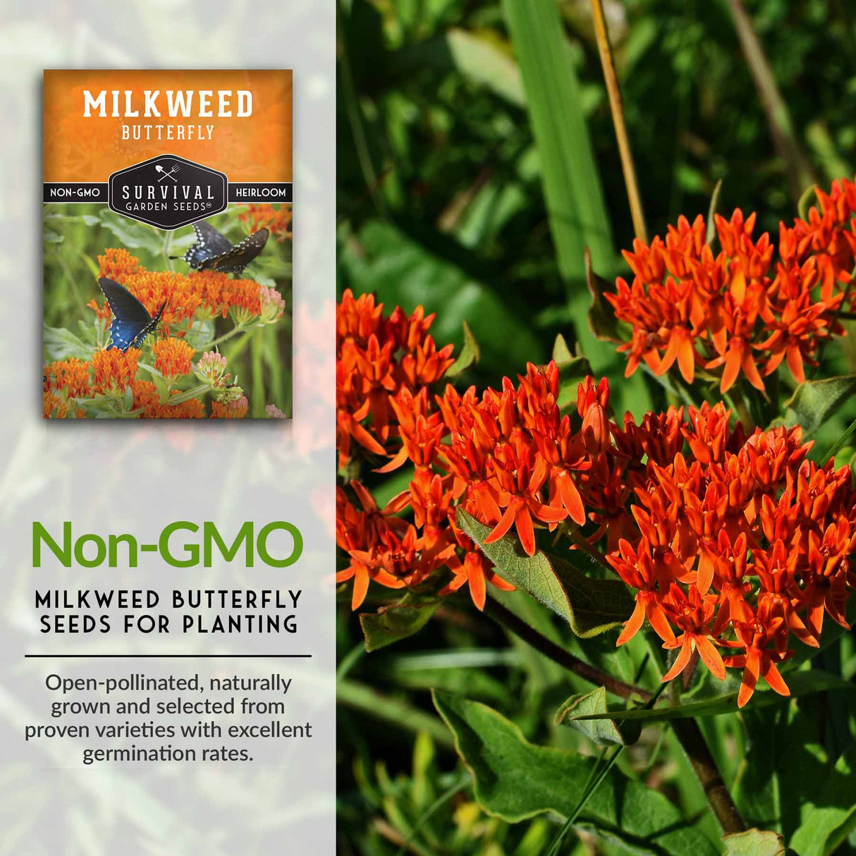 Non_GMO milkweed seeds for planting