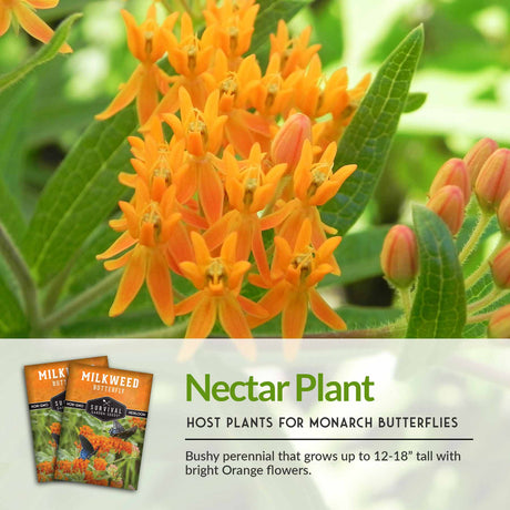 Nectar Plant for Monarch butteflies