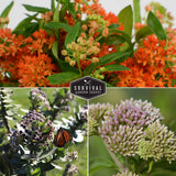 Collage of butterfly weed flowers with Survival Garden Seeds logo.