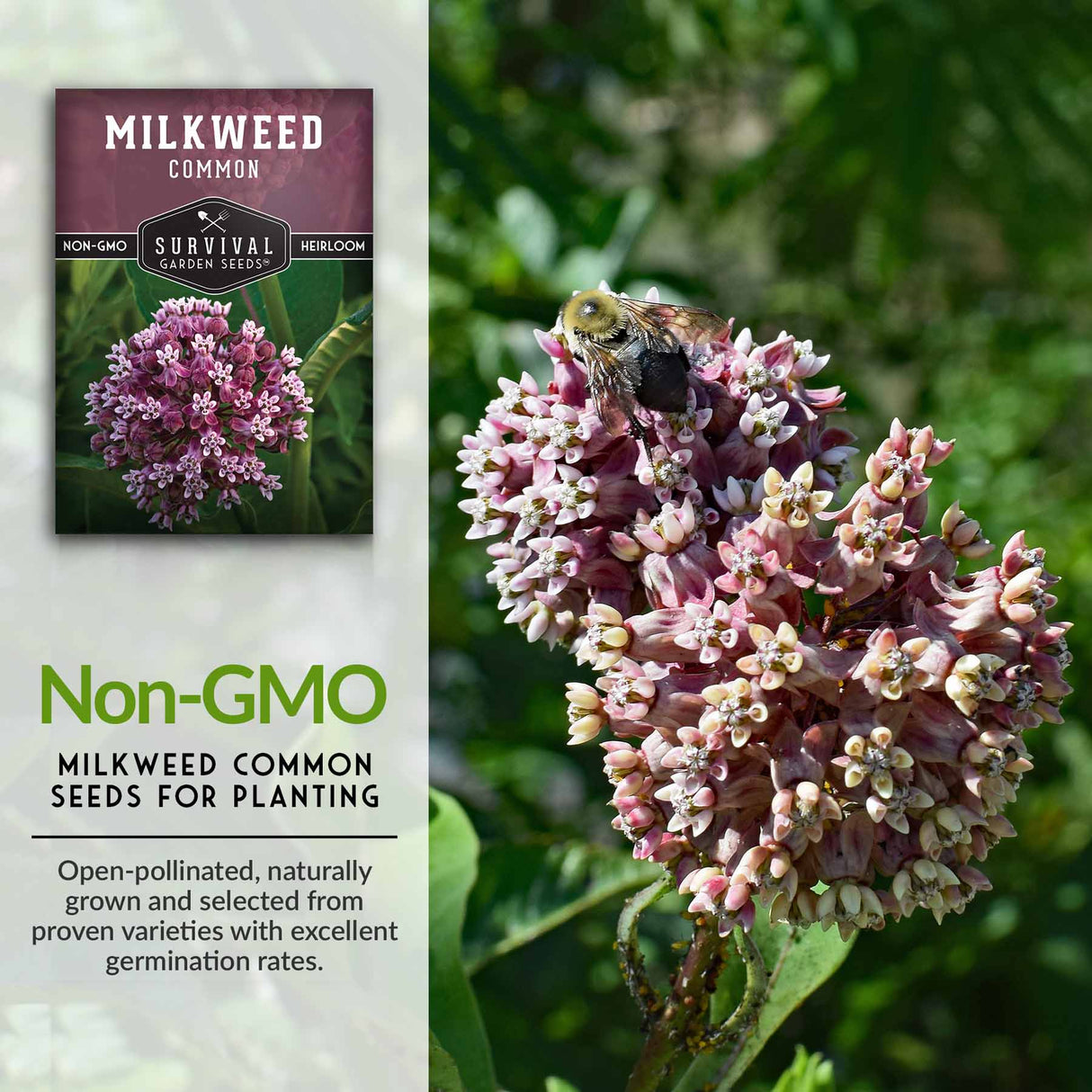 Non-GMO milkweed seed