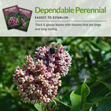 Dependable perennial flower