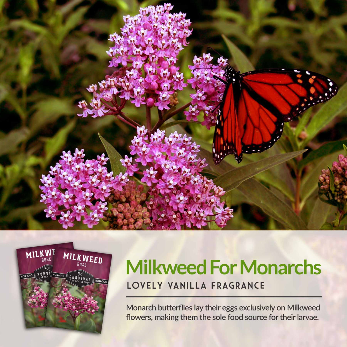 Milkweed for Monarch Butterflies