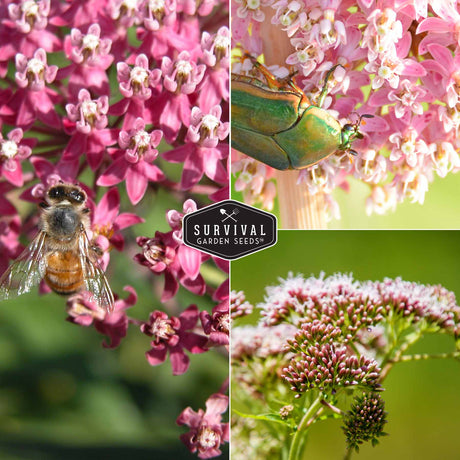 Rose Milkweed flowers