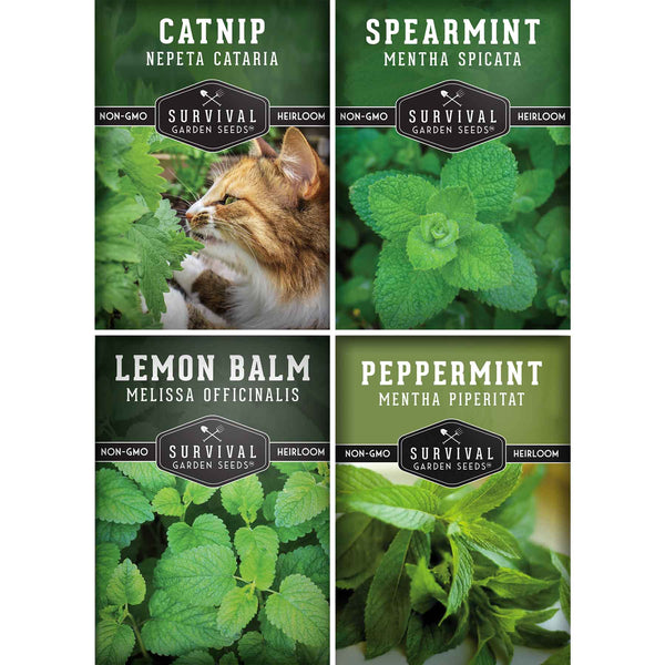 peppermint vs spearmint plant Mint Seed Mix – 4 Fragrant Culinary Herbs – SurvivalGardenSeeds