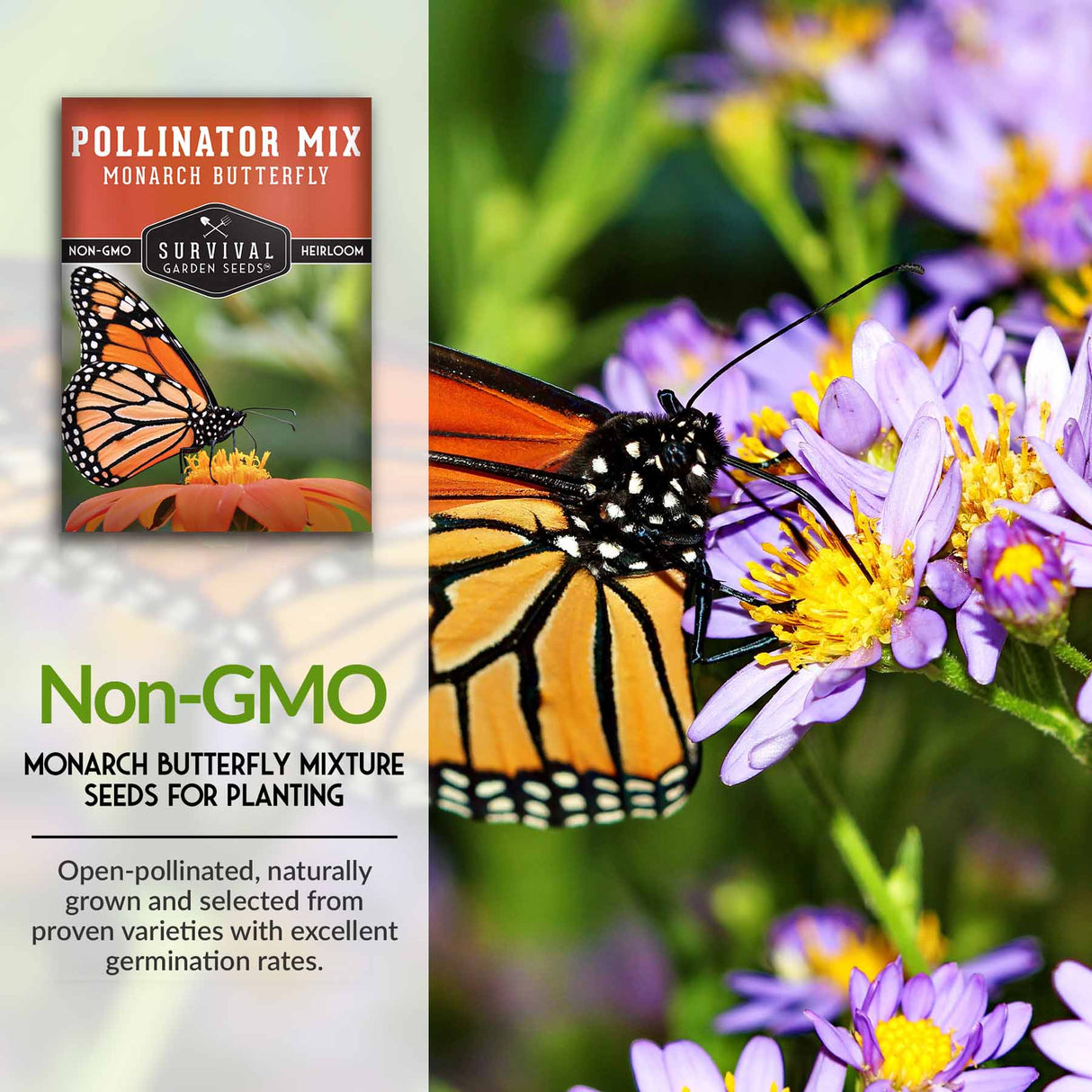 Non-GMO flower seeds