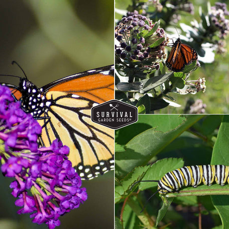 butteflies and flowers